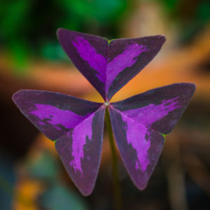 Purple heart leaves